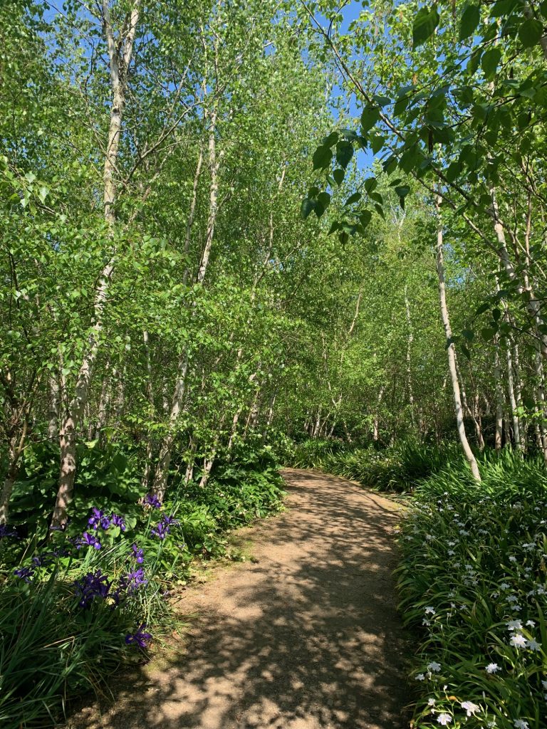 Birch Forest at Alowyn Gardens.