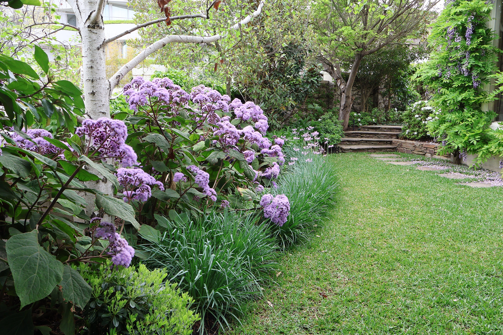 Wider image of Bartlettina sordida shrub,  Tulbaghia violacea and lawn. 