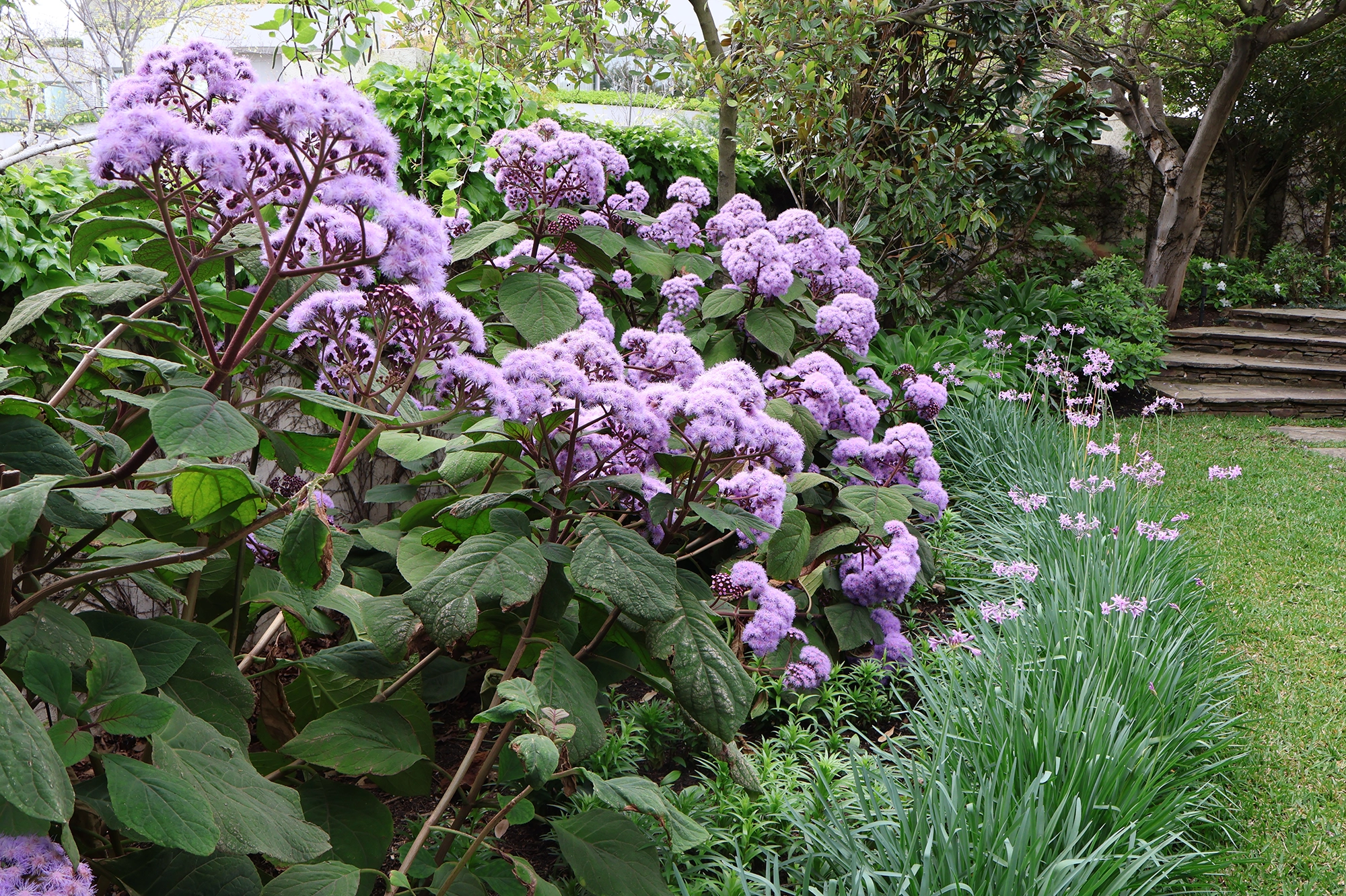 Image of Bartlettina sordida shrub,  Tulbaghia violacea and lawn. 