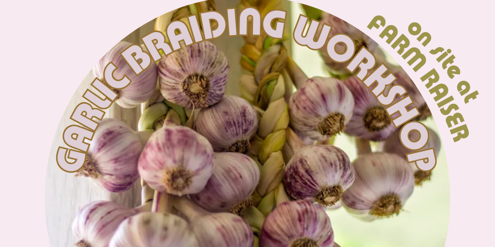 Farmraiser Garlic Braiding