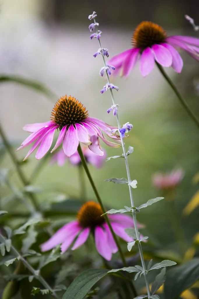 Echinacea purpurea