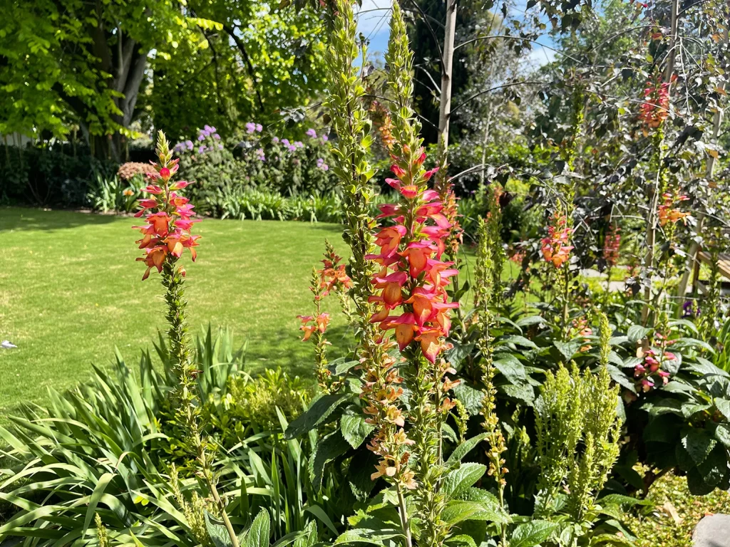 Foxglove plant