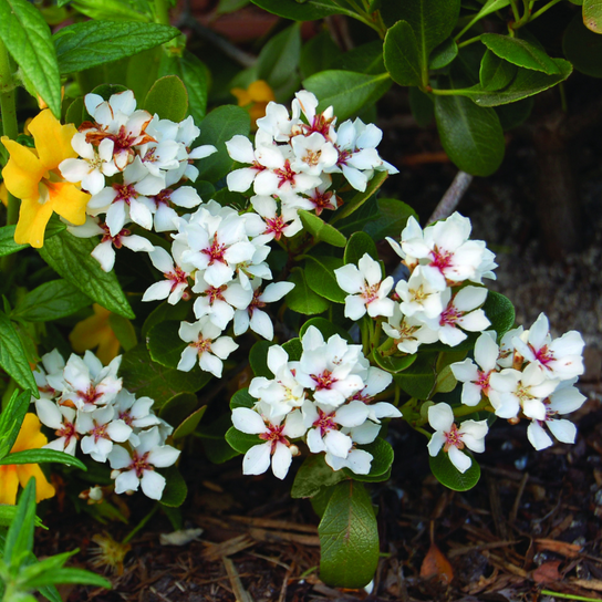 Rhaphiolepsis indica 'Oriental Pearl'