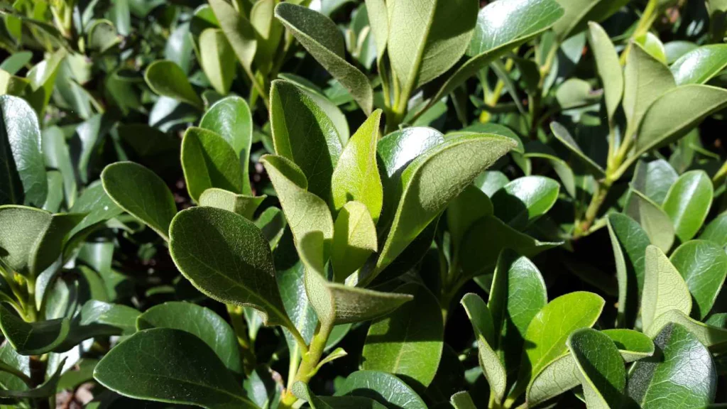 Rhaphiolepsis indica 'Oriental Pearl'