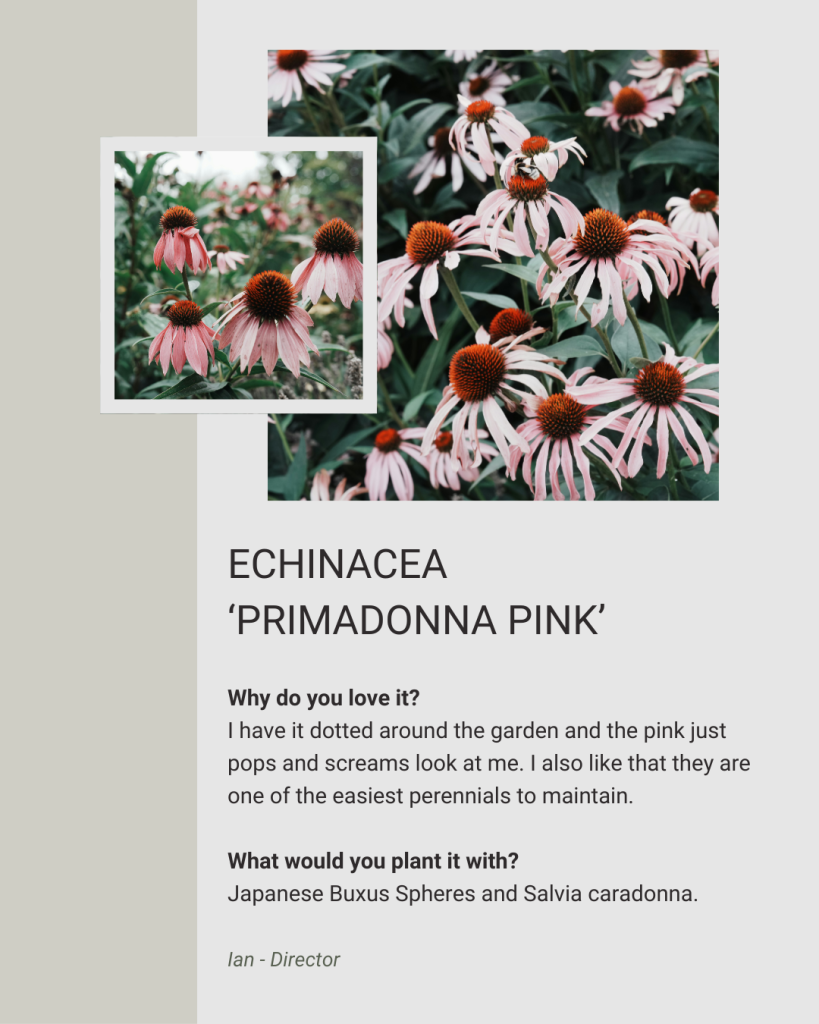 Echinacea 'Pimadonna Pink'