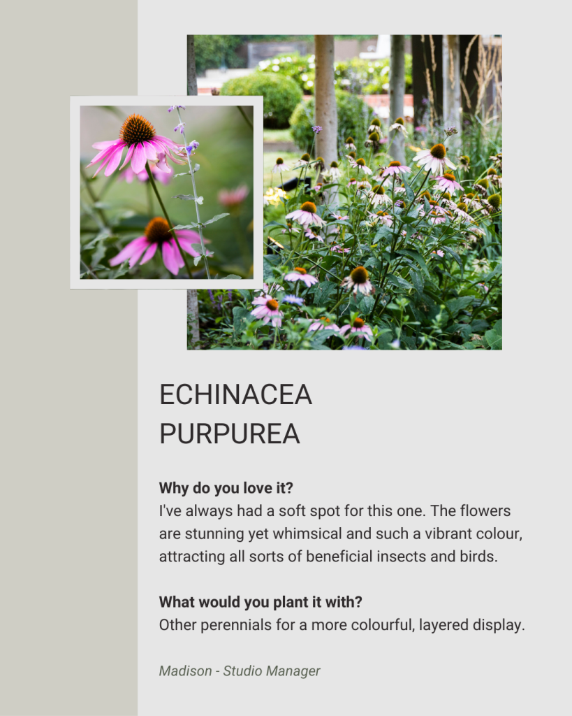 Echinacea Purpurea 