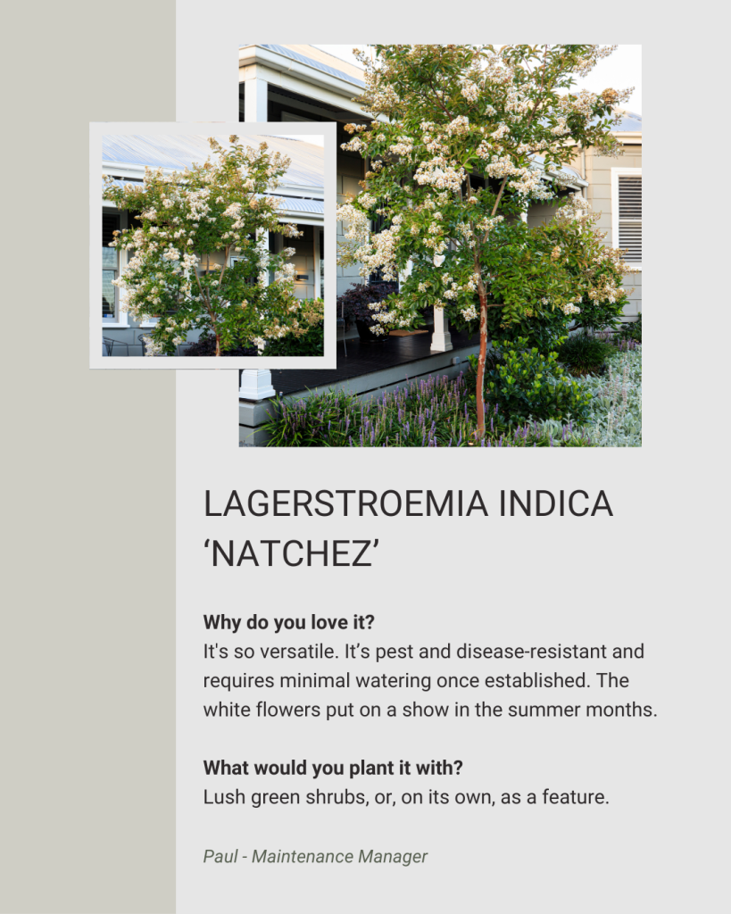 Lagerstroemia Indica 'Natchez'