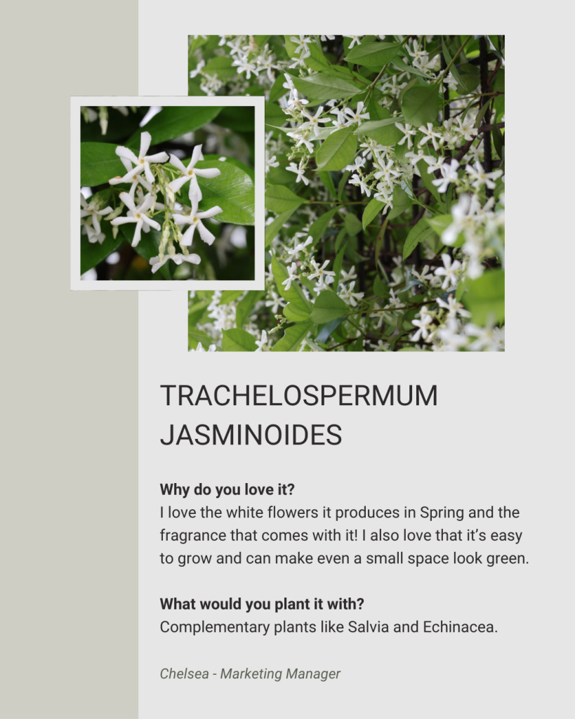 Trachelospermum Jasmonoides